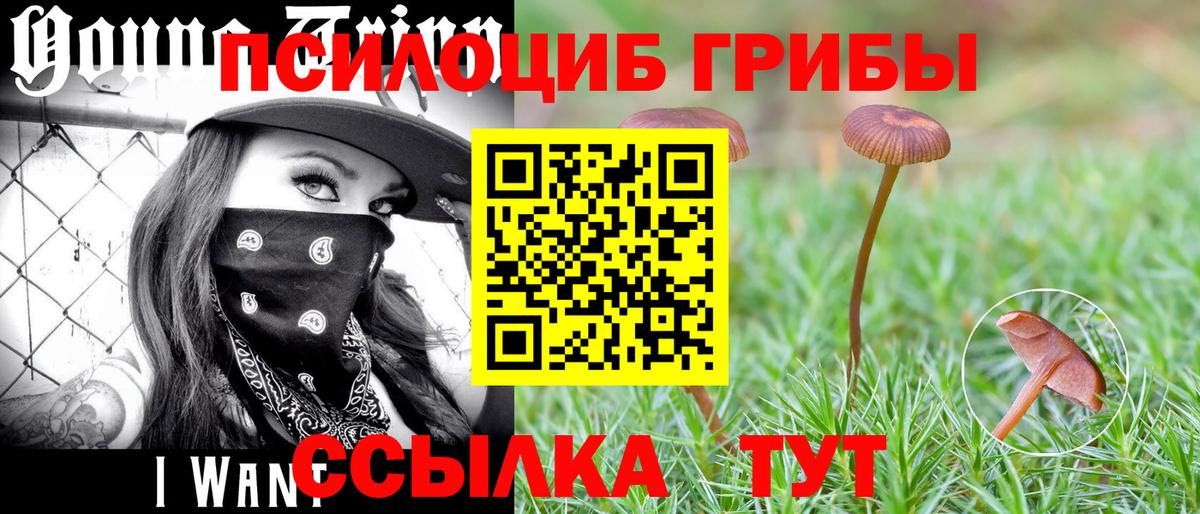 магазин    Вход с VPN  Псилоцибиновые грибы мухоморы  Петропавловск-Камчатский  Псилоцибиновые грибы Psilocybe 